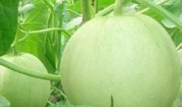 爆料吃瓜的博主叫什么,揭秘神秘爆料者的真实身份